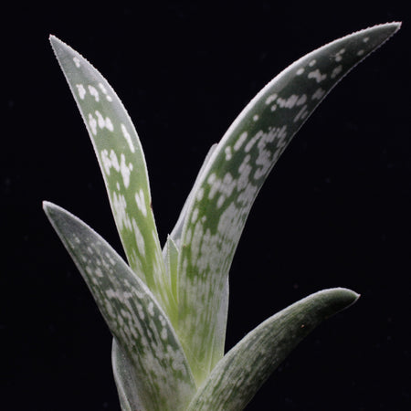 Aloe variegata (Tiger-Aloe)