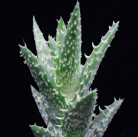 Aloe squarrosa (gebogene Aloe)